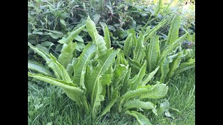 Identifying Horseradish Armoracia rusticana [upl. by Oneal]