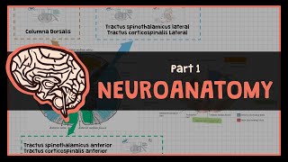 Overview Dasar Sistem Neurologi  1 NEUROANATOMY [upl. by Nosreme]