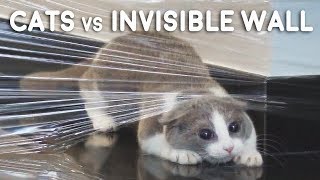 Cats vs Invisible Wall Compilation [upl. by Otsirc]