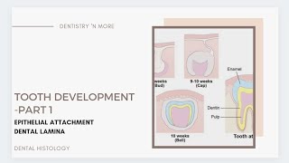 DEVELOPMENT OF TOOTH PART 1 [upl. by Deryl]