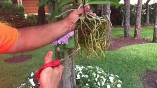 How to attach or hang Orchids to a Tree [upl. by Marylinda]