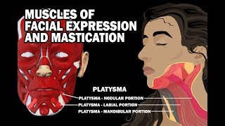 MUSCLES OF FACIAL EXPRESSION AND MASTICATION [upl. by Sussi368]