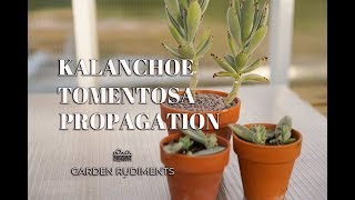 Kalanchoe Tomentosa Propagation [upl. by Marlin]