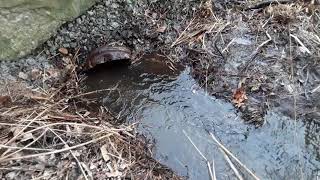 Clearing a drainage Culvert [upl. by Enelime]