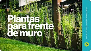 PLANTAS para FRENTE de MURO [upl. by Georges]