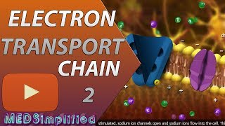 Electron Transport Chain ETC Part 2 [upl. by Bethena]