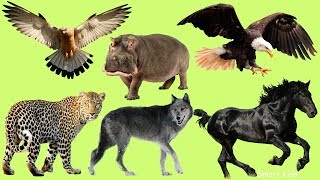 Learn Wild animal names and Sounds part 4 for Children In English [upl. by Anerak67]