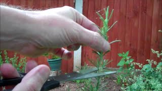 How to Take Cuttings from Plants [upl. by Yroffej]