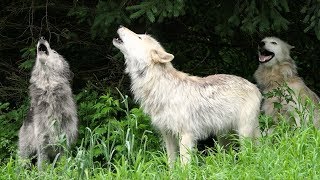 Wolf Howl Trio [upl. by Columbyne]