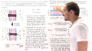 Resting Membrane Potential [upl. by Metts945]