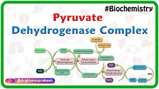 Pyruvate dehydrogenase complex  Animation   Mechanism  Regulation and inhibitors  USMLE Step 1 [upl. by Shelden]