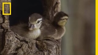 Tiny Ducklings Leap from Tree  National Geographic [upl. by Lesley]