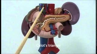 Gross anatomy of upper abdominal viscera [upl. by Glassco932]