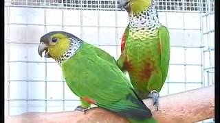 Quiet Conures Pyrrhura Green Cheek and Family [upl. by Boyden]