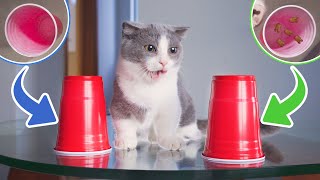 Funniest Snack Games To Prank Cats [upl. by Natanoy]