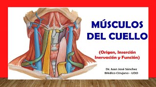 🥇 MÚSCULOS DEL CUELLO Fácil Rápido y Sencillo [upl. by Buiron]