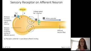 Lecture10 Sensory Physiology [upl. by Oryaj]