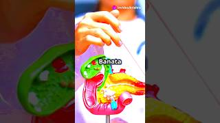 Information about the Pancreas in Hindi  pancreas Part2 [upl. by Akital933]