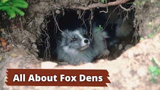 Fox Dens  How to Identify a Fox Den [upl. by Henrietta]