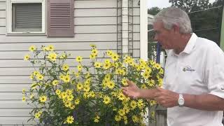 Plant Review Heliopsis Summer Sun [upl. by Ahsotan]