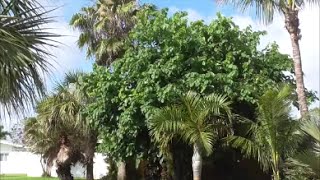 The Common Black Mulberry Tree  Compared to the Everbearing Mulberry [upl. by Arikal859]