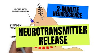 2Minute Neuroscience Neurotransmitter Release [upl. by Nolham]