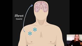 Afferent vs Efferent [upl. by Hildick]