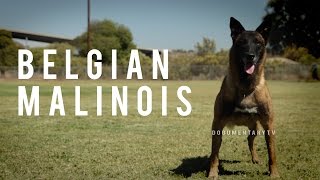 BELGIAN MALINOIS THE SHEPHERD WITH A PIT BULLS SPIRIT [upl. by Lauer860]