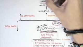 Part II  Aracidonic Acid Metabolites [upl. by Annasoh805]