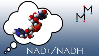 NADNADH Mechanism amp Coenzyme Chemistry [upl. by Lectra]