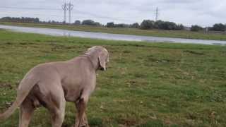 Weimaraner sneak attack [upl. by Wiencke5]