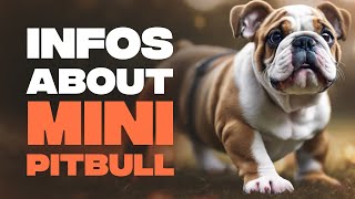 Miniature Bulldog A Tiny Version of a Classic Breed [upl. by Naimad]