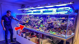 Most Beautiful Private Reef Tanks 400 GALLON [upl. by Linders]