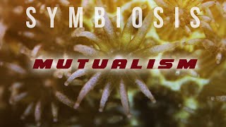 Symbiosis Mutualism [upl. by Ayotnom]