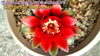 Gymnocalycium Baldianum Cactus for Beginners Cactus Care in Hindi By Garden Gyan [upl. by Armand]