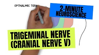 2Minute Neuroscience Trigeminal Nerve Cranial Nerve V [upl. by Anerhs]