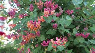 Gold Flame Honeysuckle in the Garden [upl. by Placeeda529]