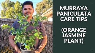 Murraya Paniculata EASIEST Care Tips to know  Orange Jasmine Plant [upl. by Lyle]