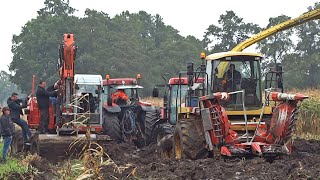 Harvesting Mais In The Mud  New Holland FX  Modderen  Vastzitten  Sundermeijer [upl. by Mauer555]