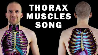 THE THORAX MUSCLE SONG [upl. by Natascha866]