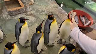 Feeding penguins at the Saint Louis Zoo [upl. by Blythe42]