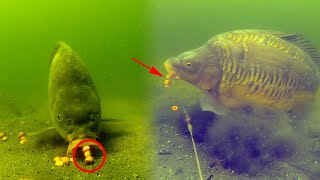 Best carp underwater fishing compilation 2020 High quality [upl. by Acino]