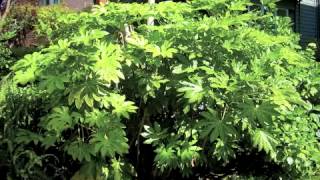 Fatsia japonica  Japanese Aralia [upl. by Adriell]