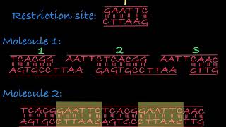 Restriction Enzymes Restriction Endonucleases [upl. by Biggs522]