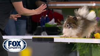 WoodyWolf completes memorable agility run in the 8inch class  FOX SPORTS [upl. by Ramsden]