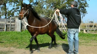 Enseñar a AVANZAR y GIRAR A LA CUERDA  Curso Doma Racional  CABALLOS ARGENTINOS [upl. by Annelg]