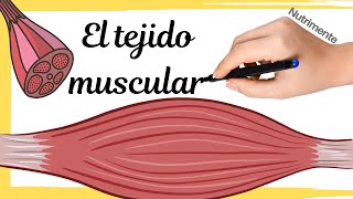 El TEJIDO MUSCULAR [upl. by Isyad]