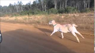 Gary the goat goes to boot camp on the way to Bamaga [upl. by Ttam]