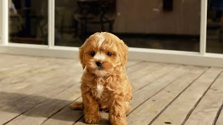 Puppy Growing from 2 month to 8 month  Cavoodle [upl. by Nakeber260]