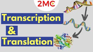 Transcription amp Translation  From DNA to RNA to Protein [upl. by Joyann]